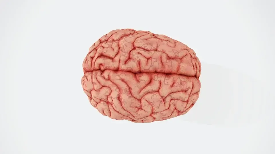 Córtex cerebral: o centro do comportamento e da emoção